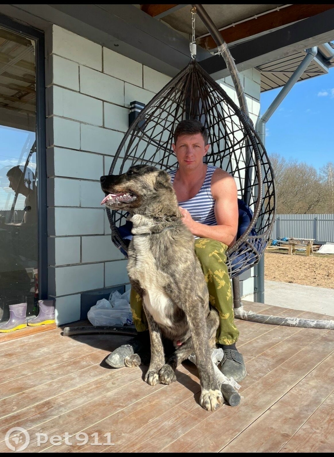 Пропала собака в Твери — фото объявления