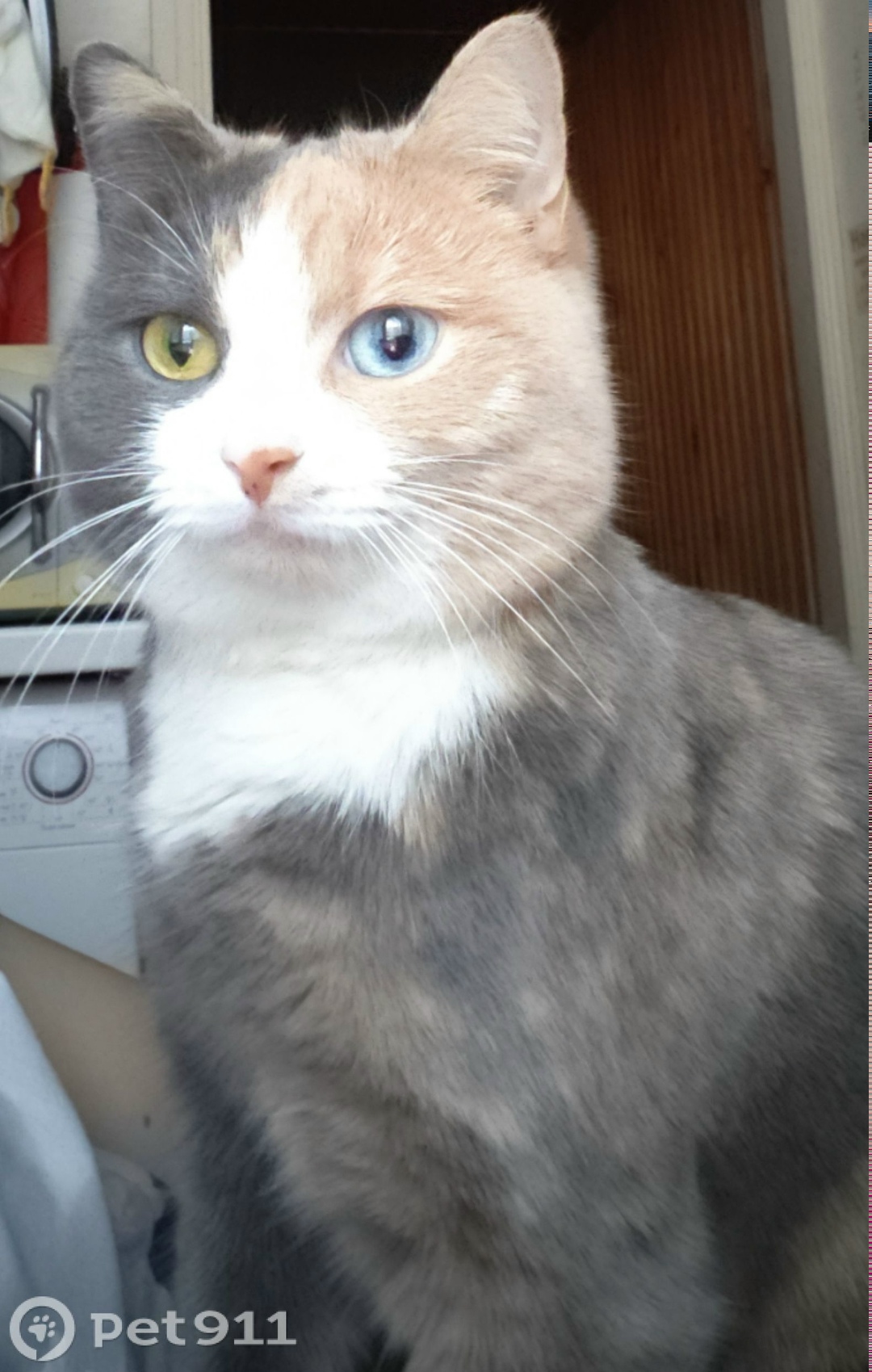 Пропала кошка в Твери — фото объявления