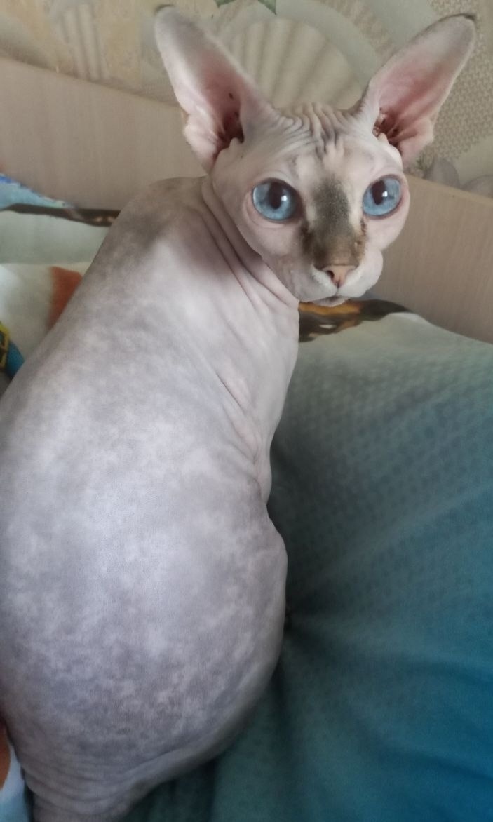 Пропала кошка в Твери — фото объявления