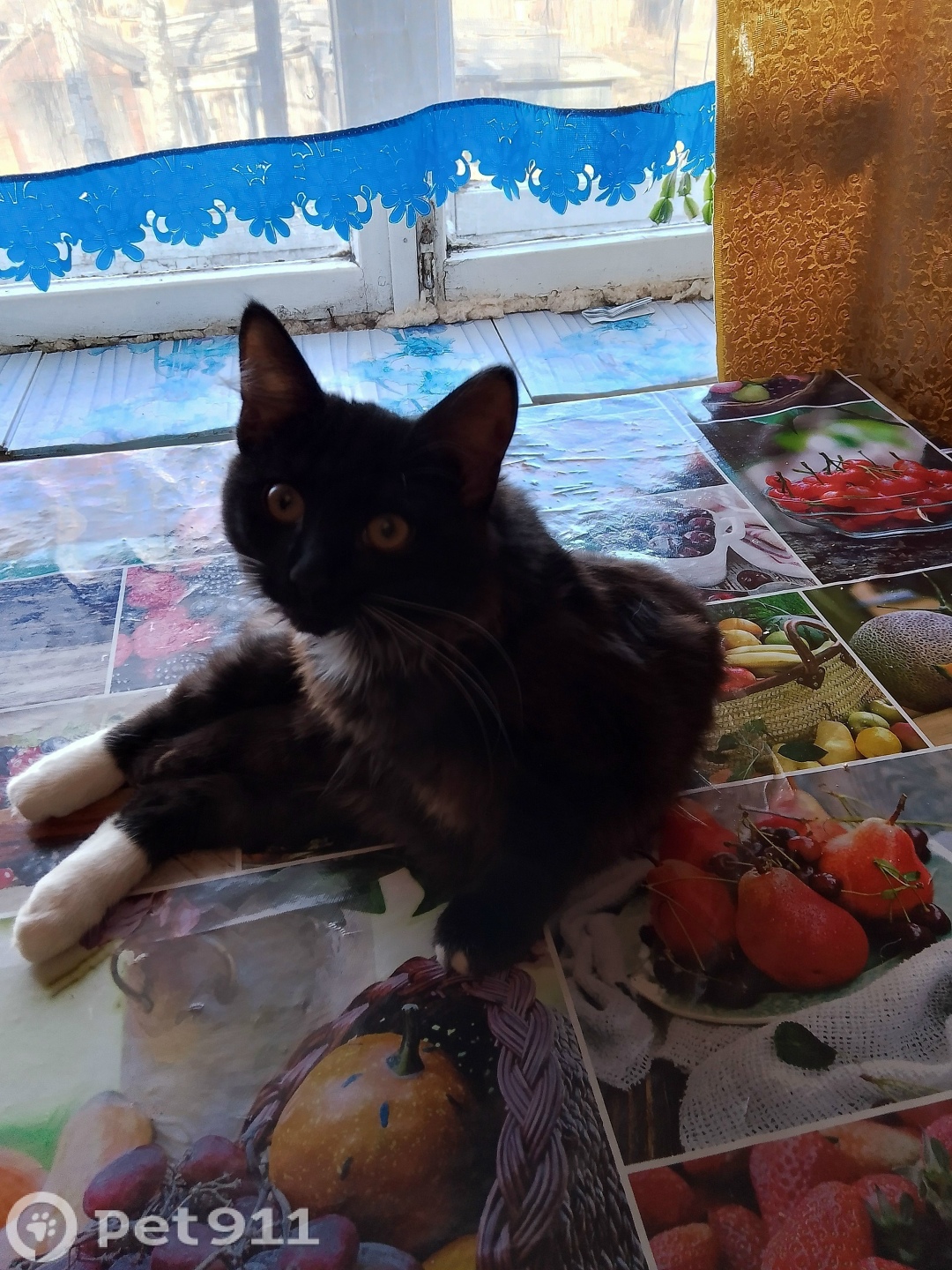 Пропала кошка в Твери — фото объявления