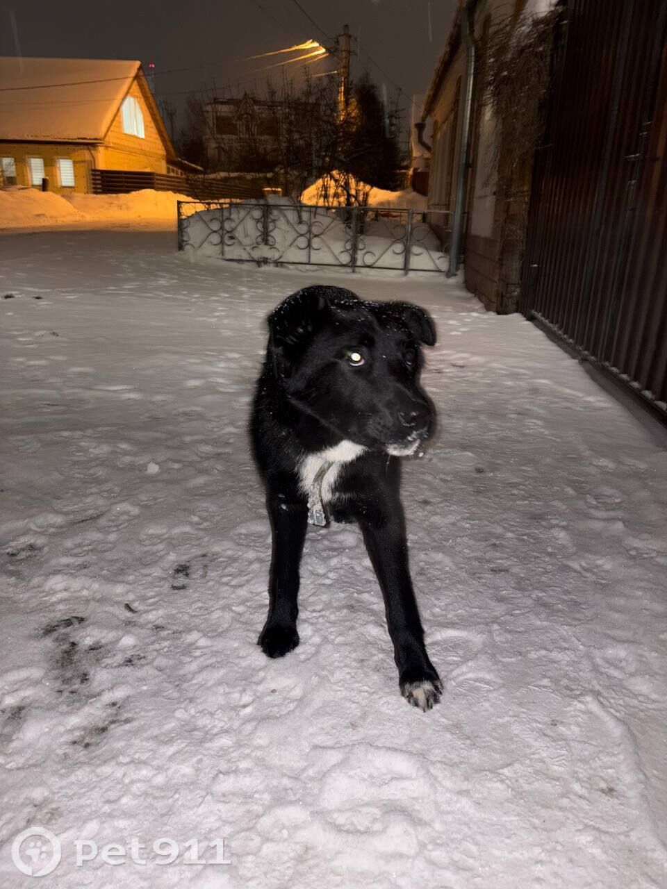 Найдена собака в Твери — фото объявления