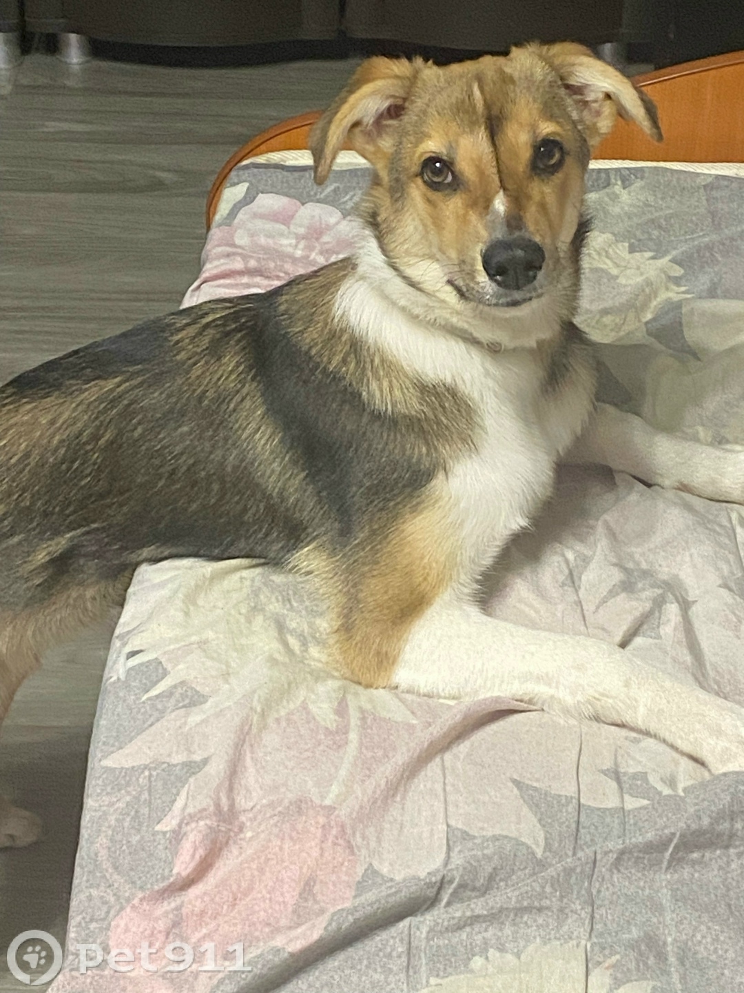 Пропала собака в Твери — фото объявления