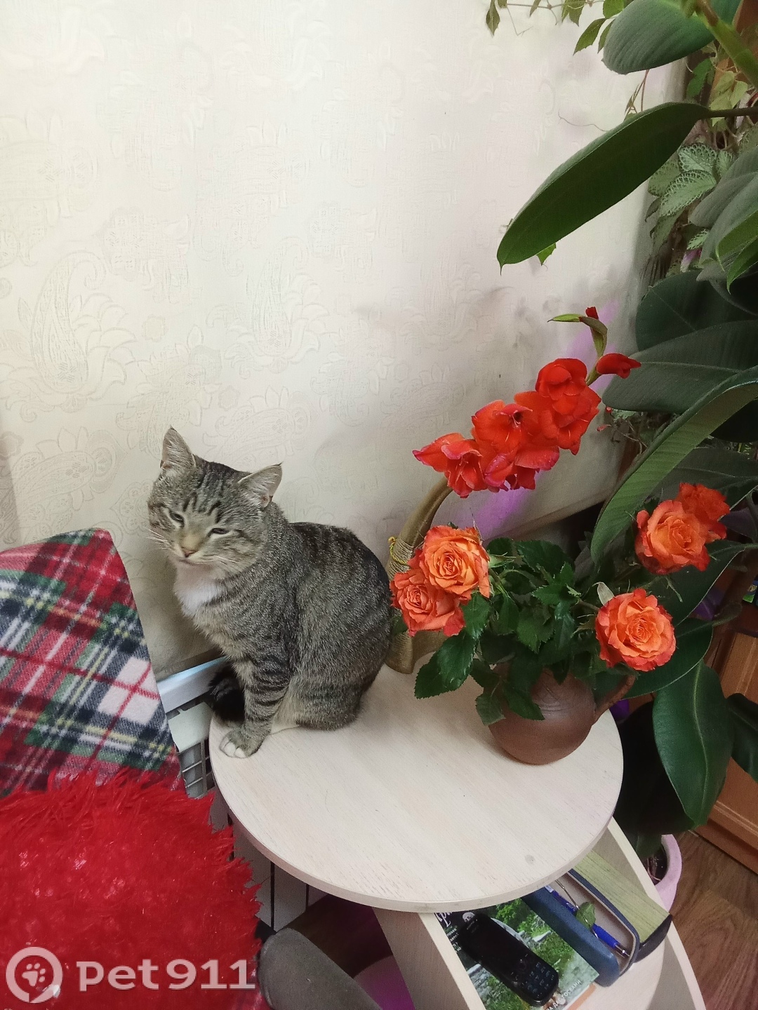 Пропала кошка в Твери — фото объявления