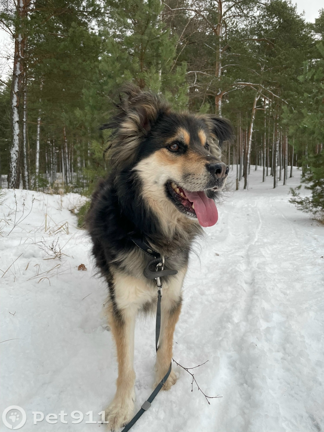 Пропала собака в Твери — фото объявления