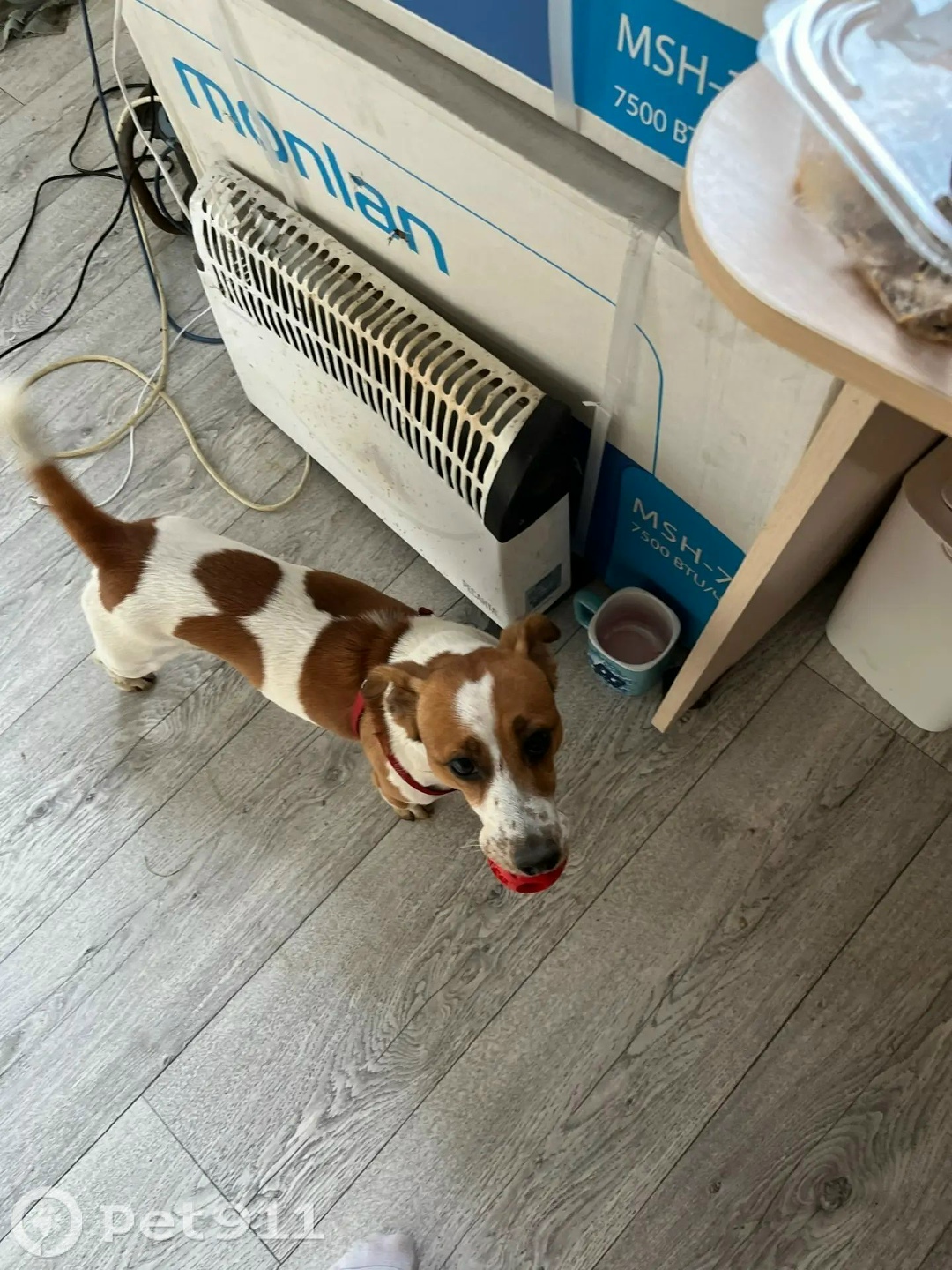 Пропала собака в Твери — фото объявления