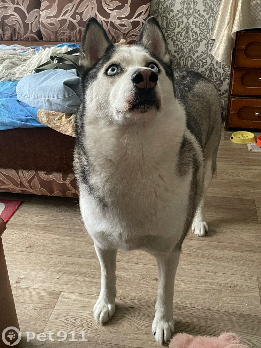 Пропала собака в Твери — фото объявления