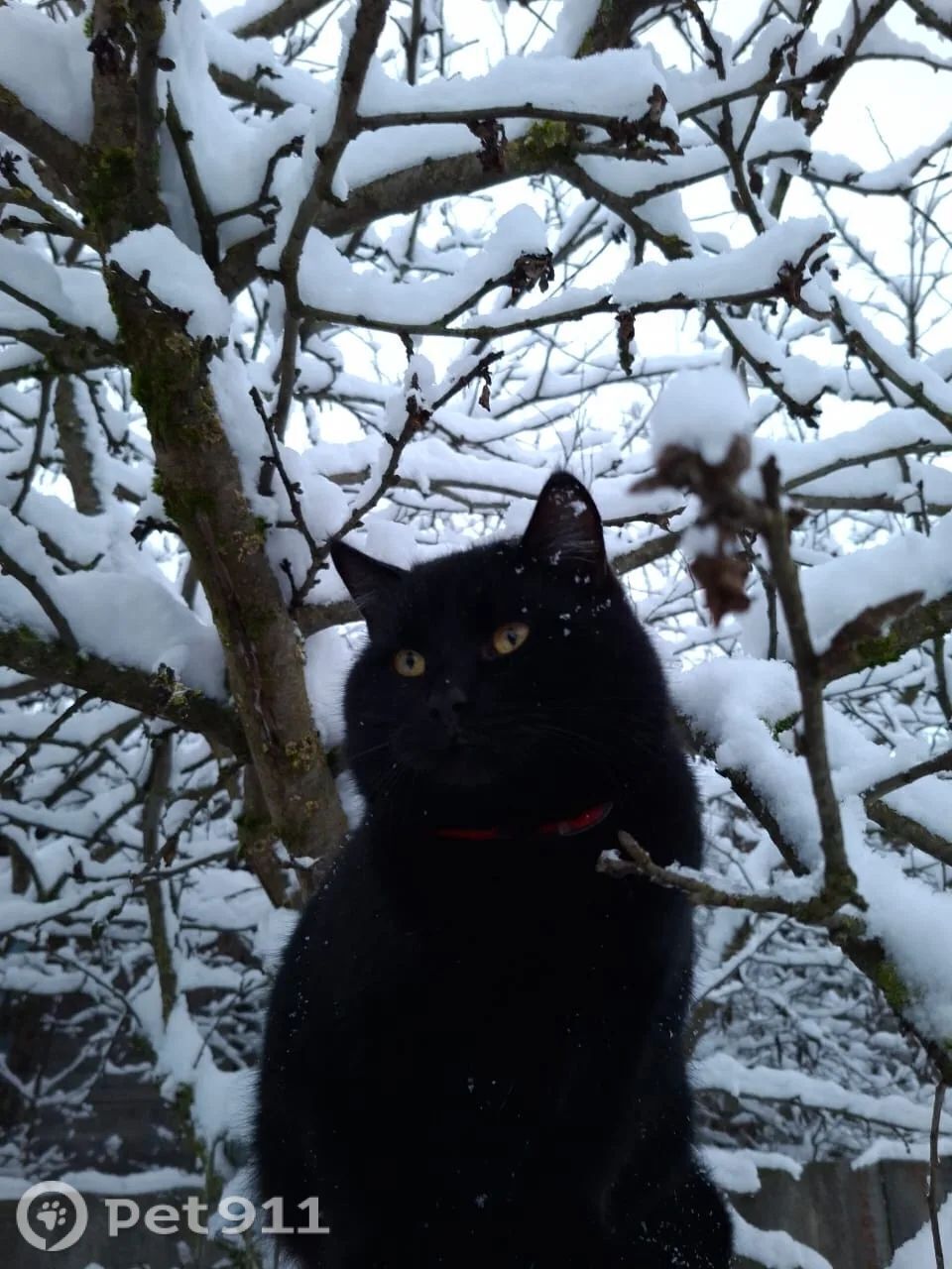 Пропала кошка в Твери — фото объявления