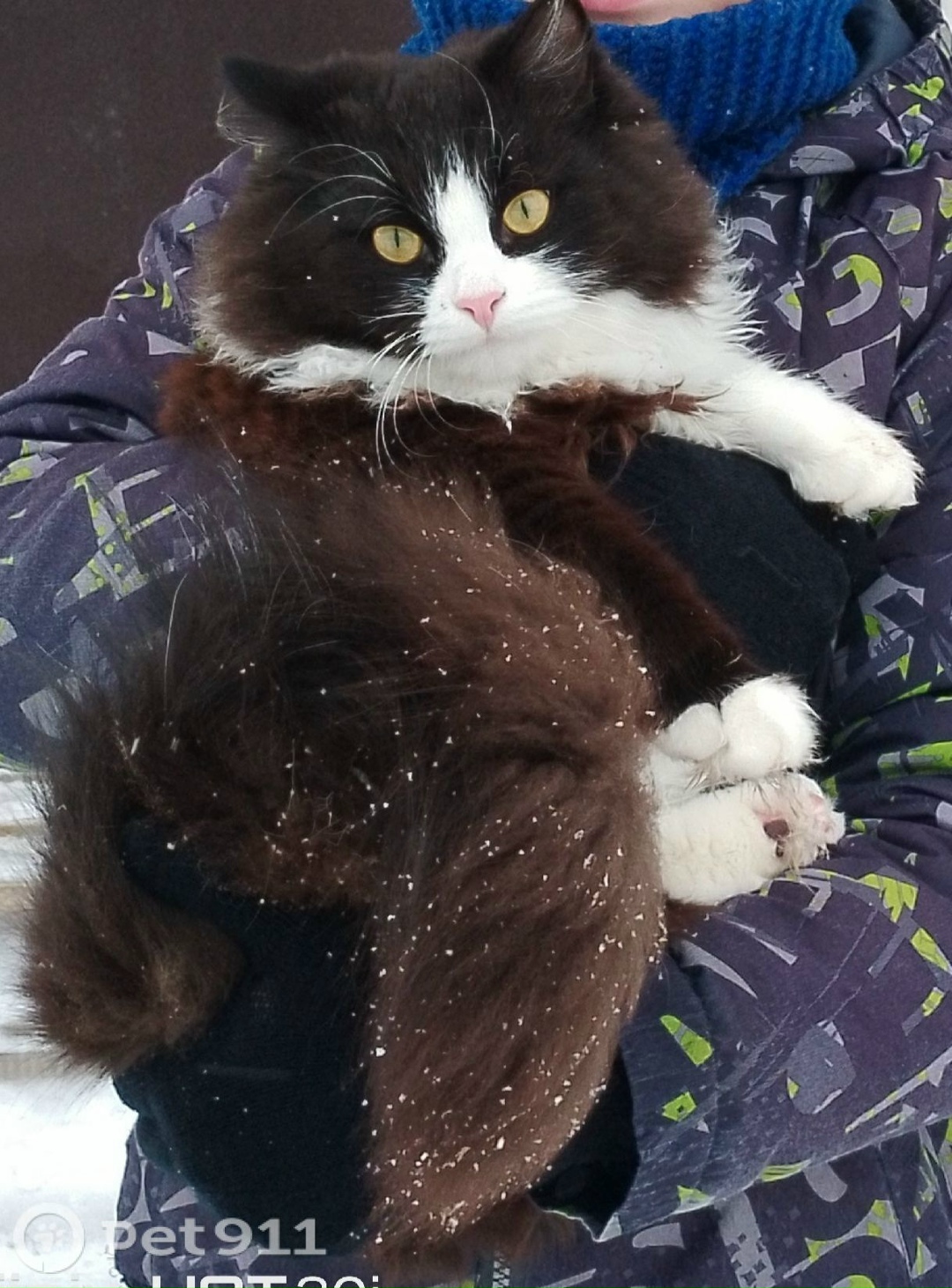 Пропала кошка в Твери — фото объявления