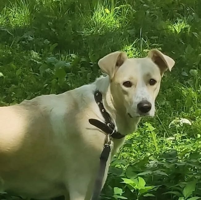 Пропала собака в Твери — фото объявления