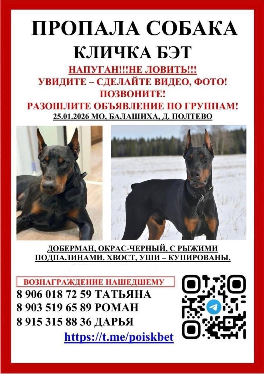 Пропала собака в Твери — фото объявления