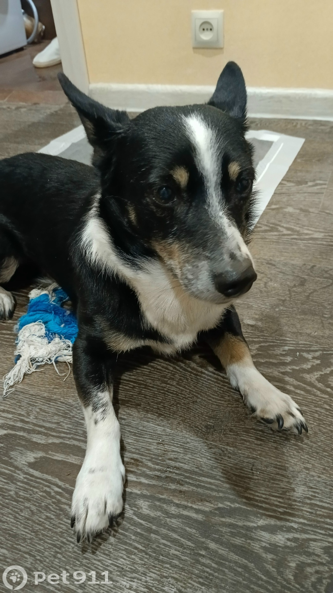 Найдена собака в Твери — фото объявления