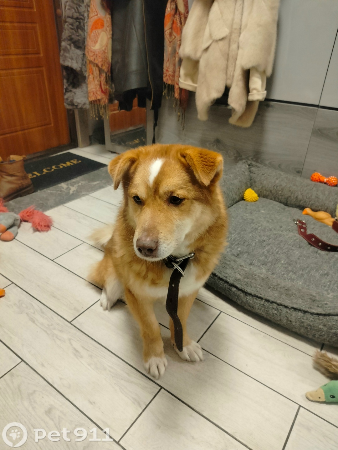 Найдена собака в Твери — фото объявления