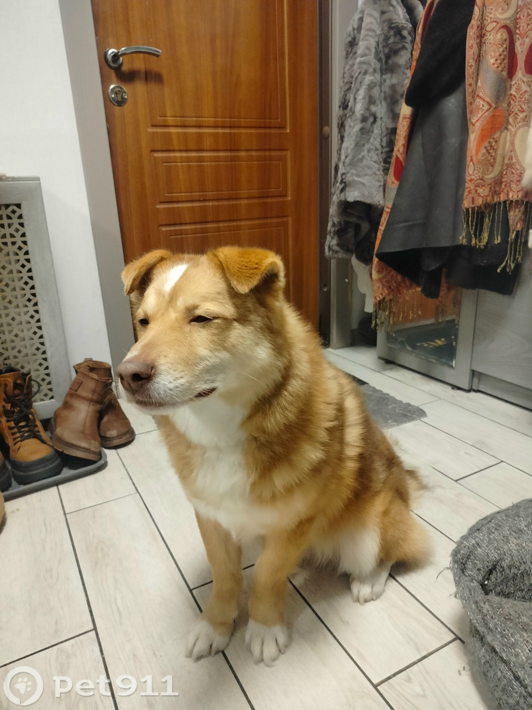 Найдена собака в Твери — фото объявления