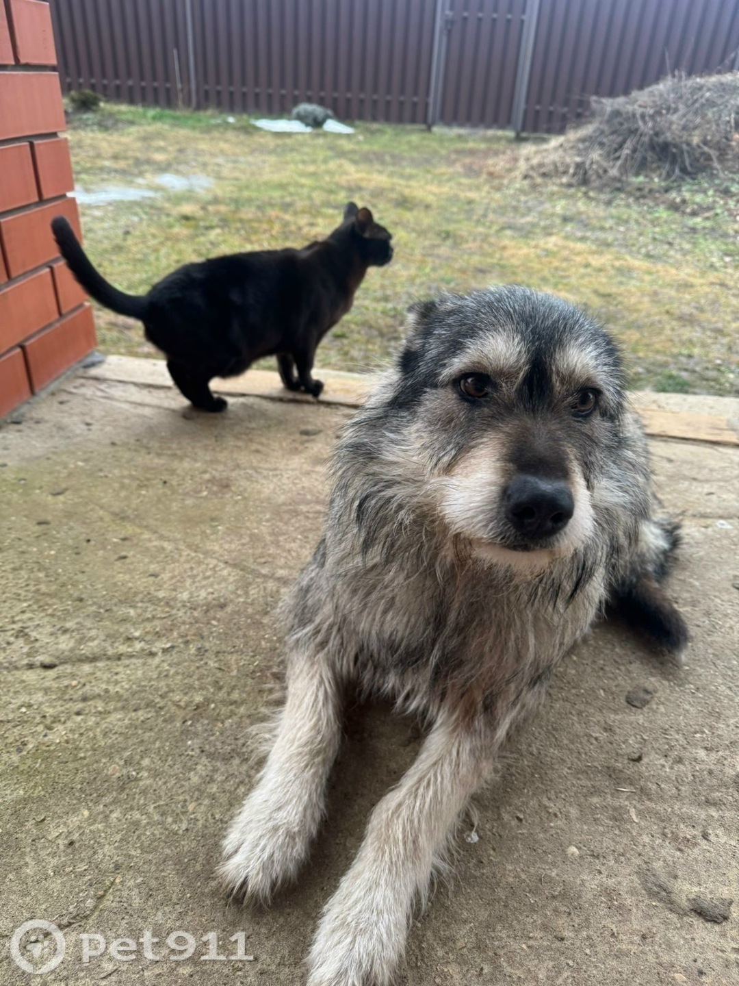 Пропала собака в Твери — фото объявления