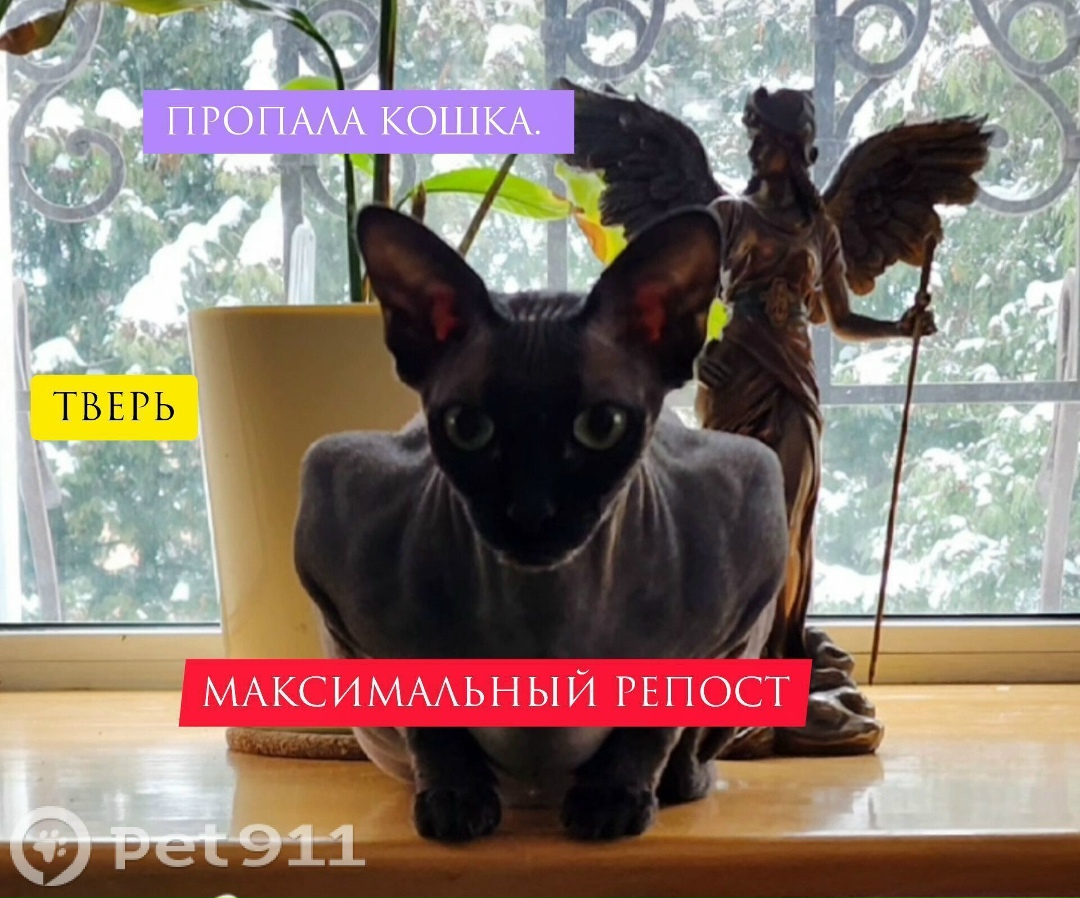 Пропала кошка в Твери — фото объявления