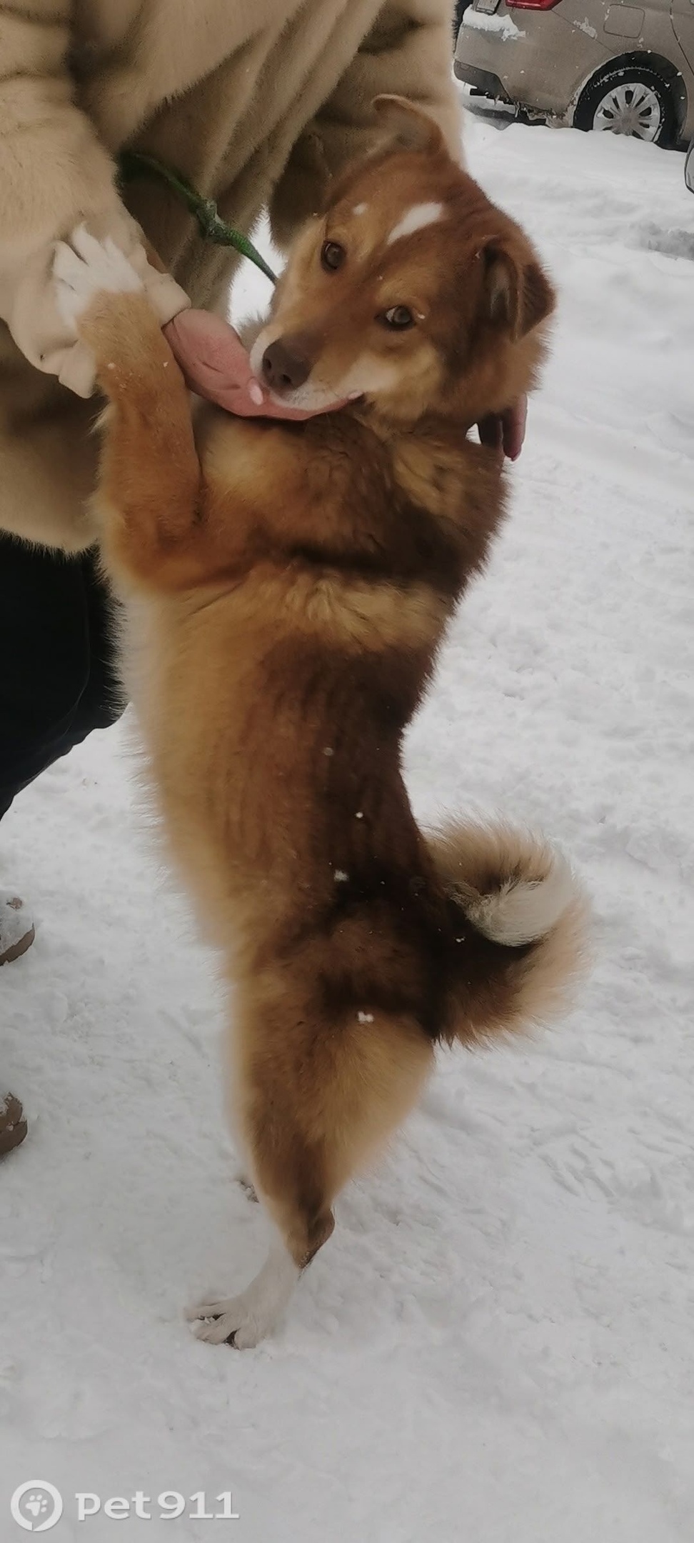 Найдена собака в Твери — фото объявления