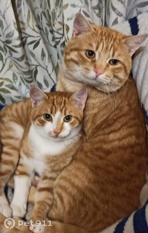 Пропала кошка в Твери — фото объявления