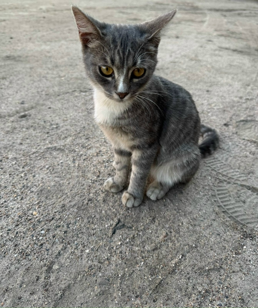 Найдена собака в Твери — фото объявления