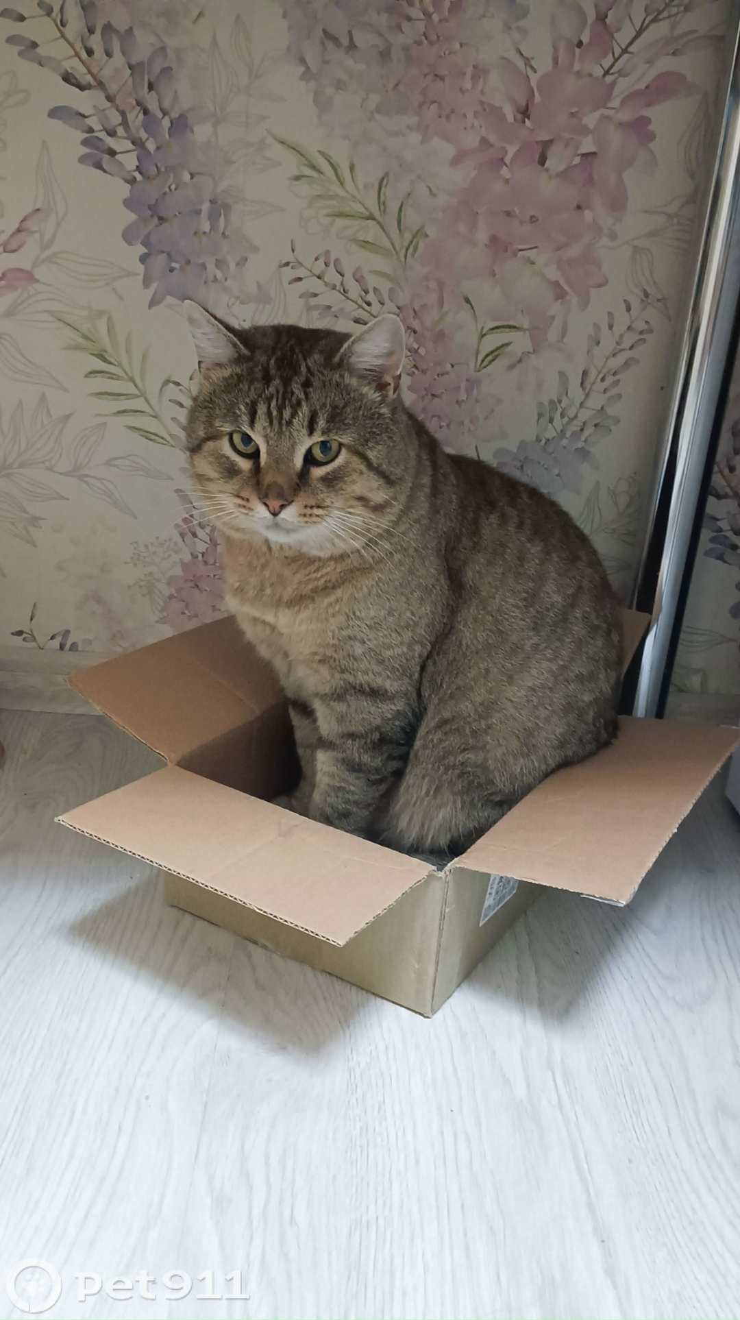 Пропала кошка в Твери — фото объявления