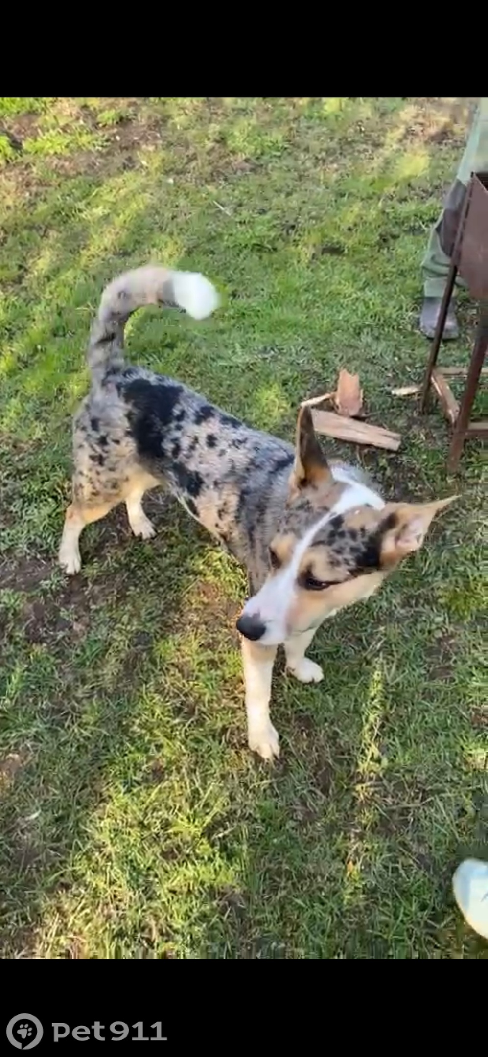 Пропала собака в Твери — фото объявления