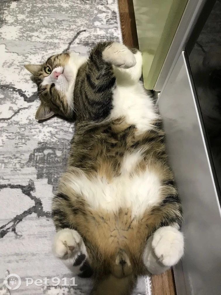 Пропала кошка в Твери — фото объявления