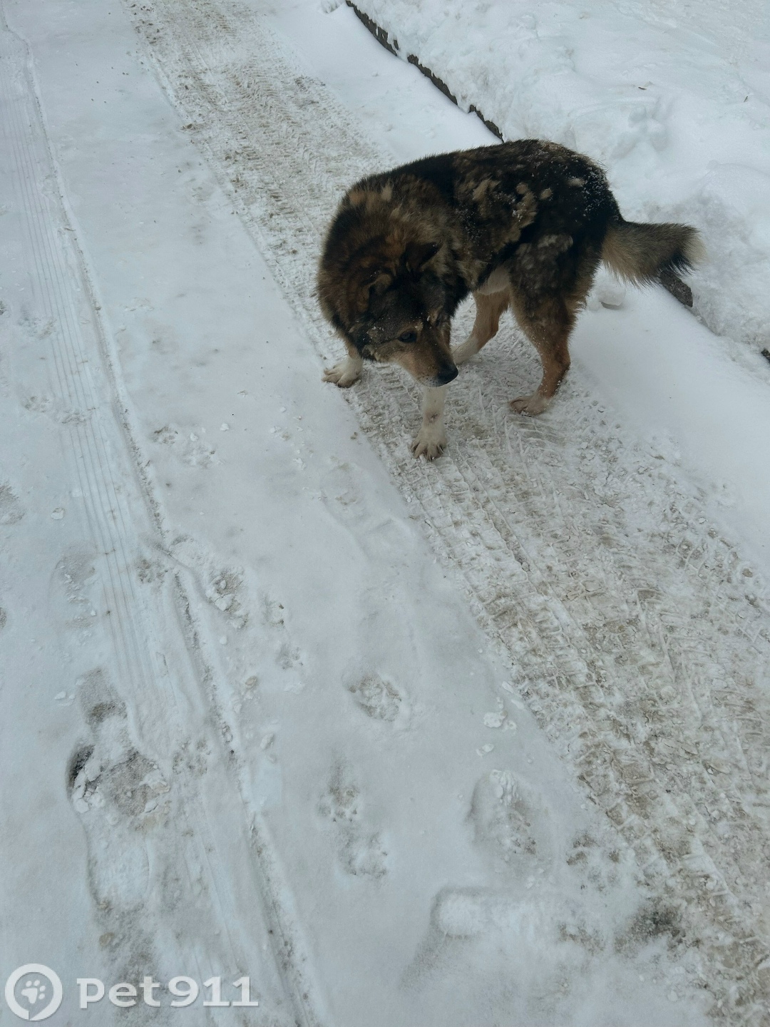 Найдена собака в Твери — фото объявления