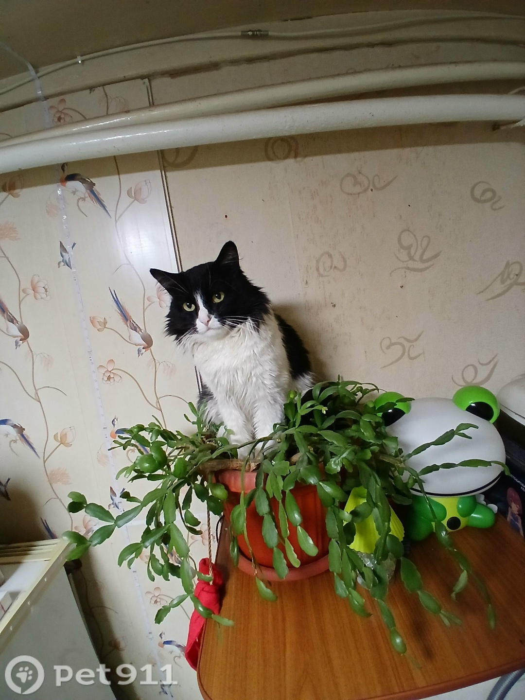 Пропала кошка в Твери — фото объявления