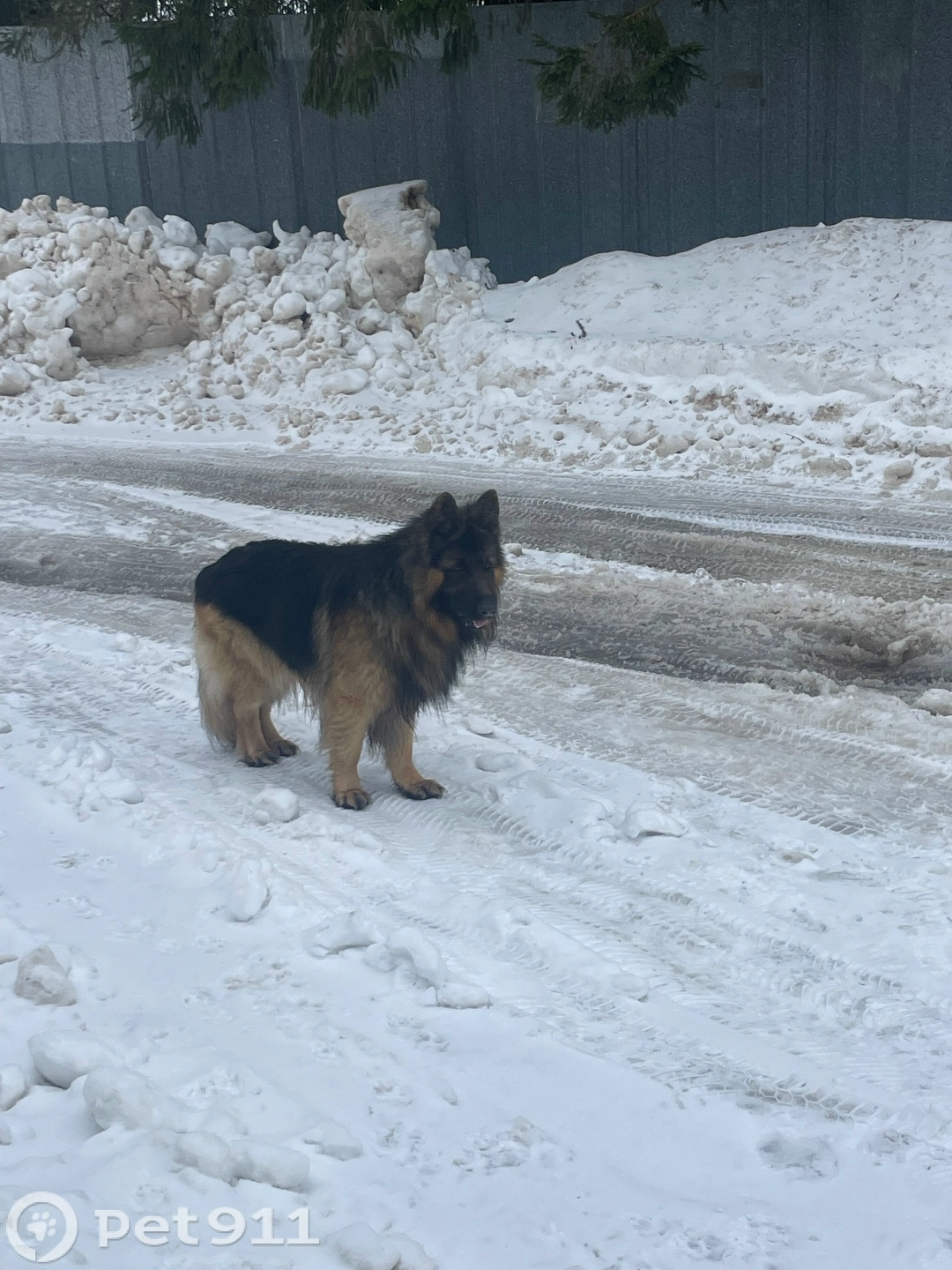 Найдена собака в Твери — фото объявления