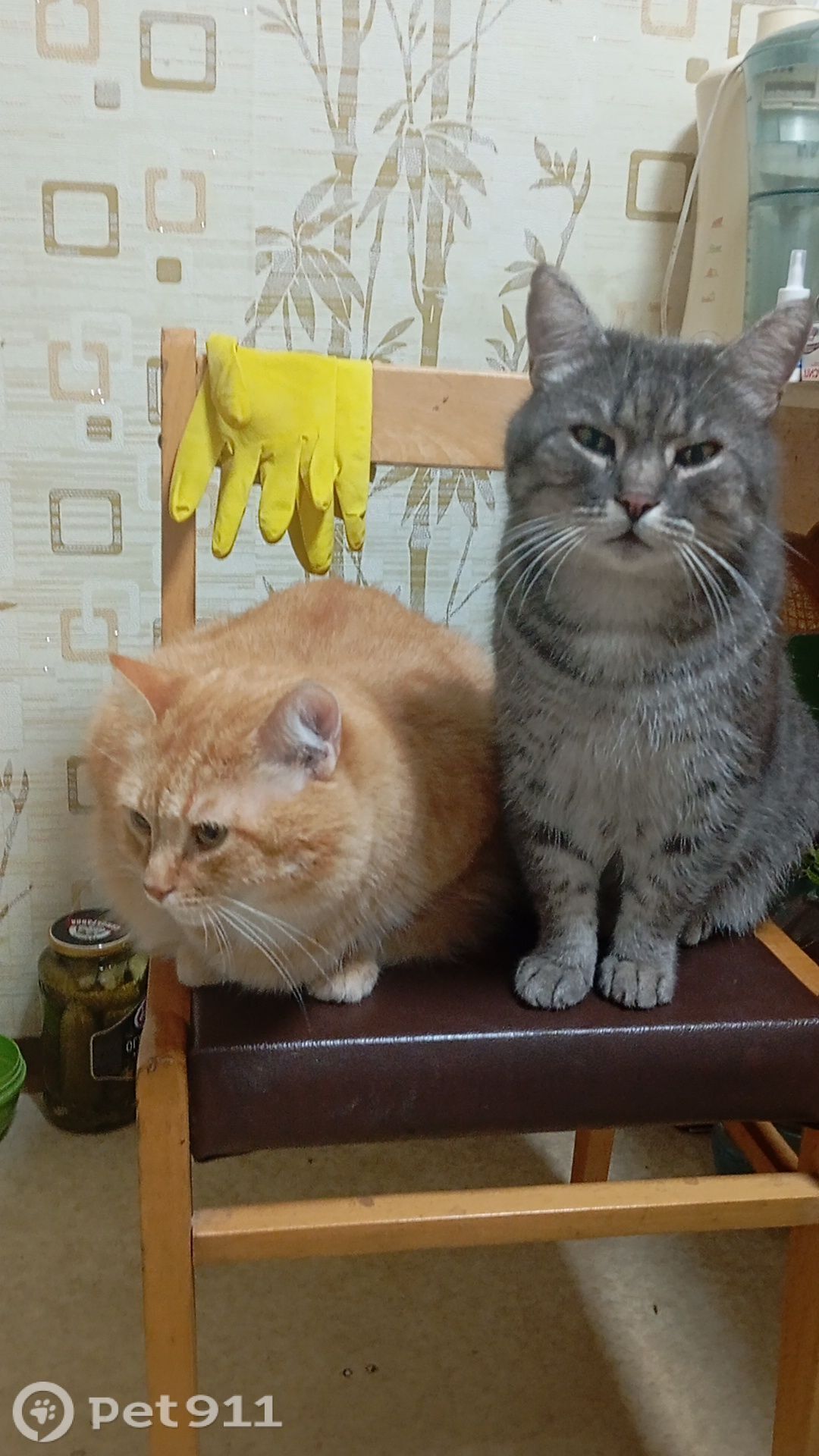 Пропала кошка в Твери — фото объявления