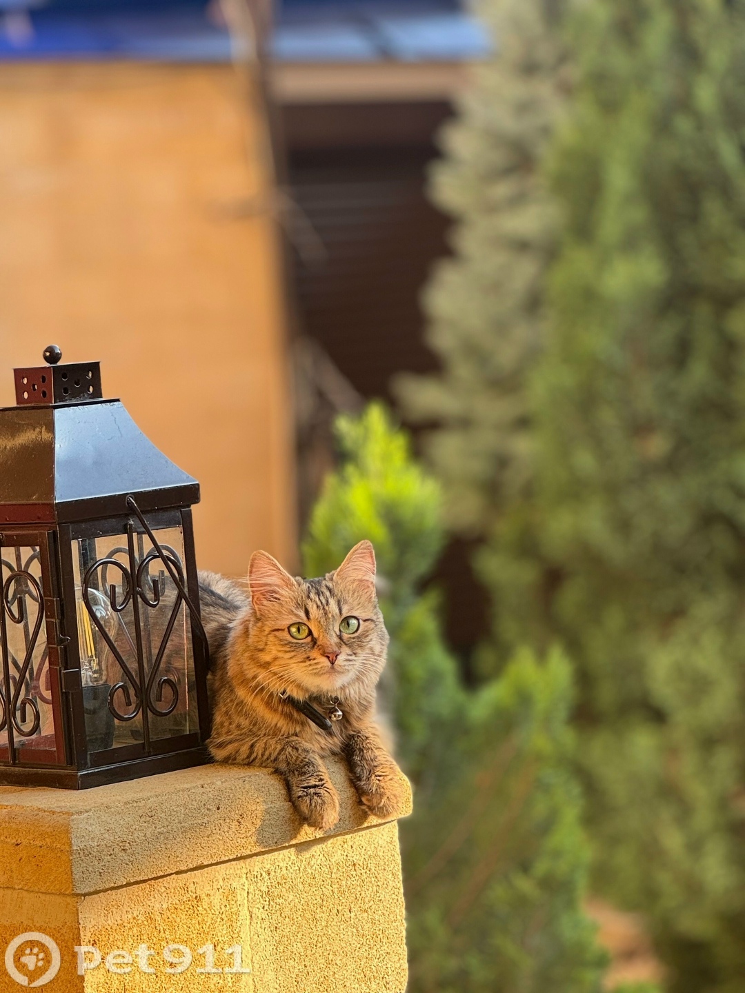 Пропала кошка в Твери — фото объявления