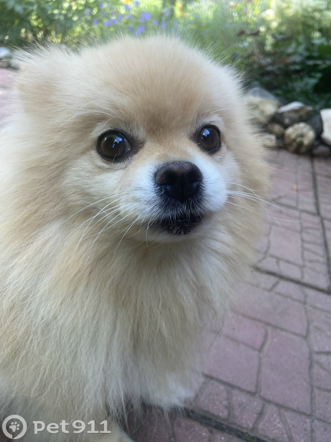 Пропала собака в Твери — фото объявления