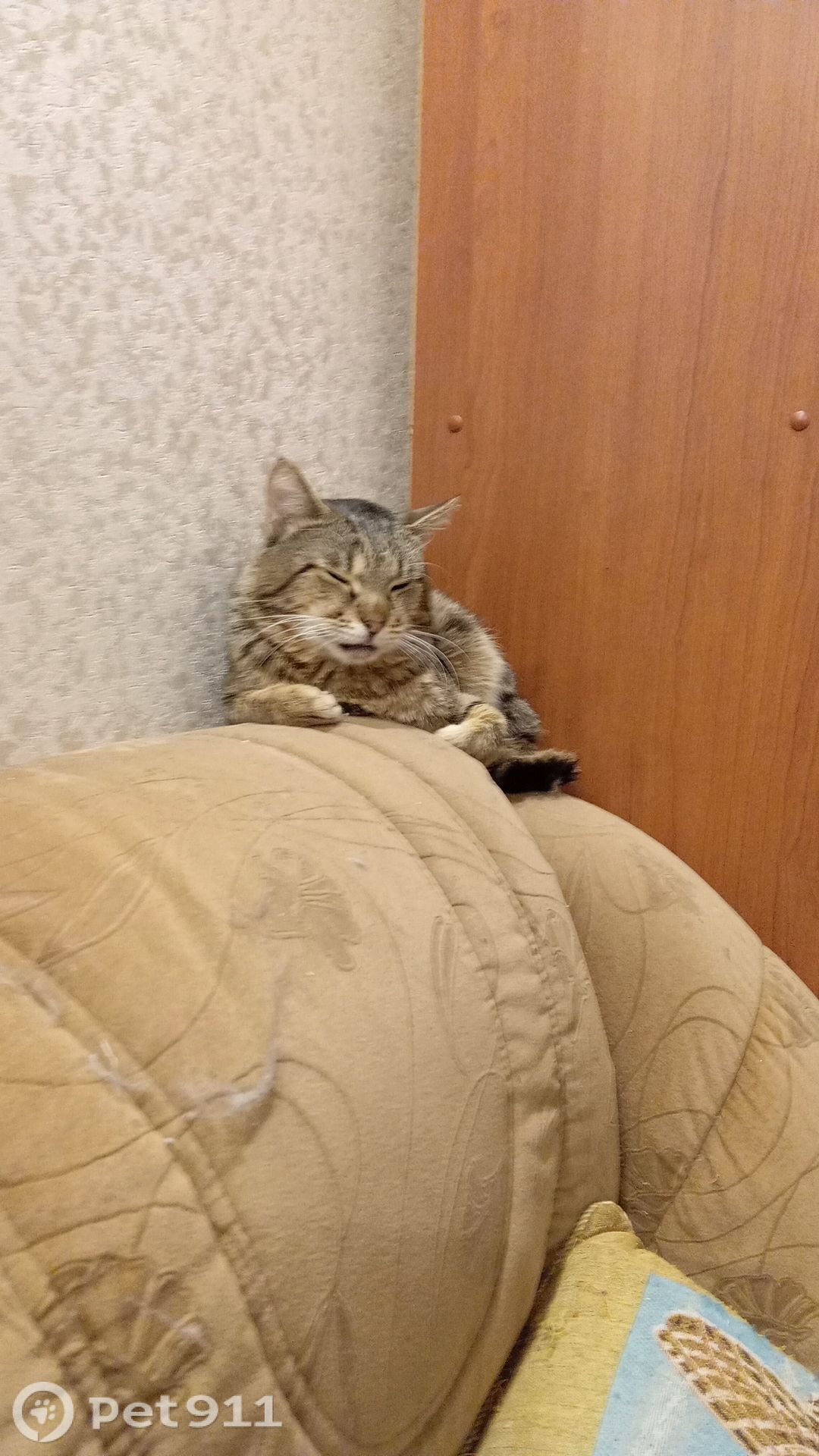 Найдена кошка в Твери — фото объявления