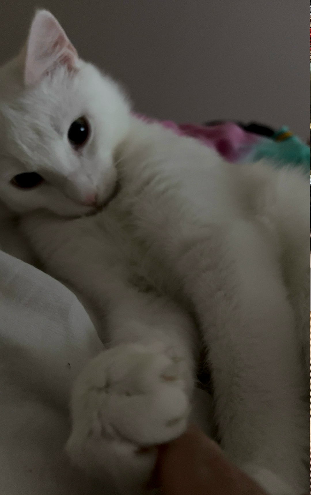 Найдена кошка в Твери — фото объявления