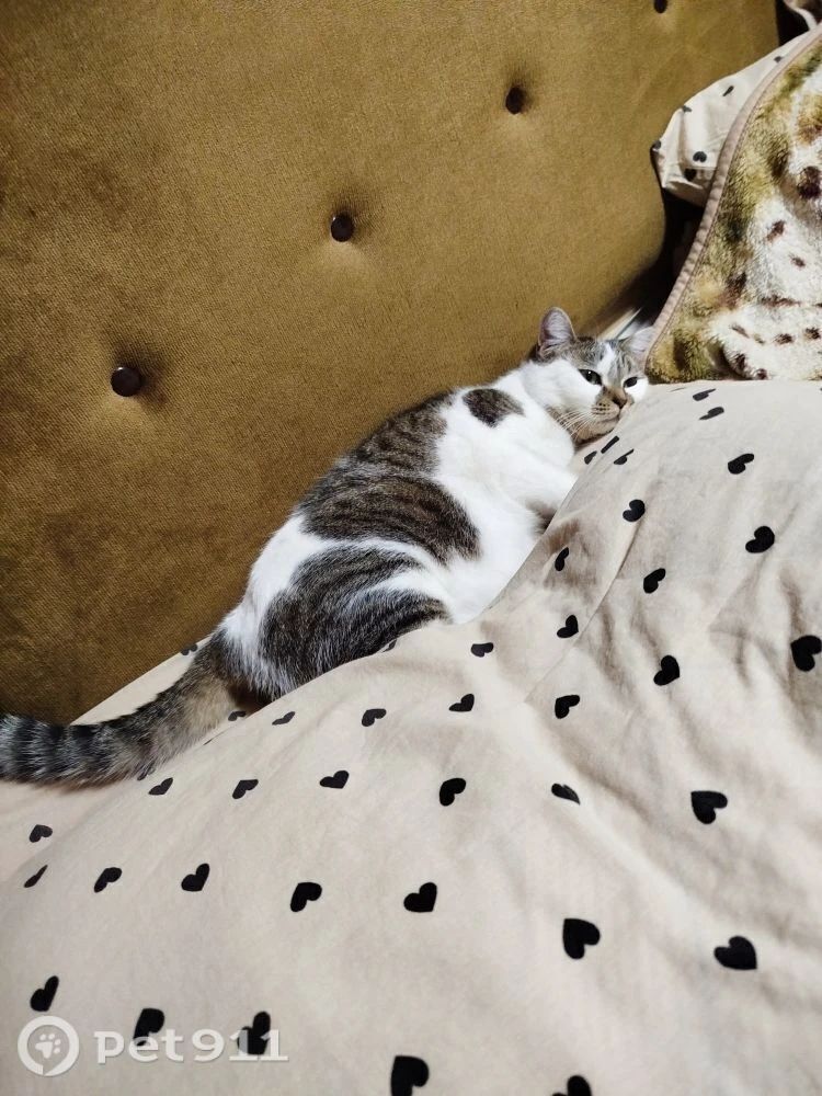 Пропала кошка в Твери — фото объявления