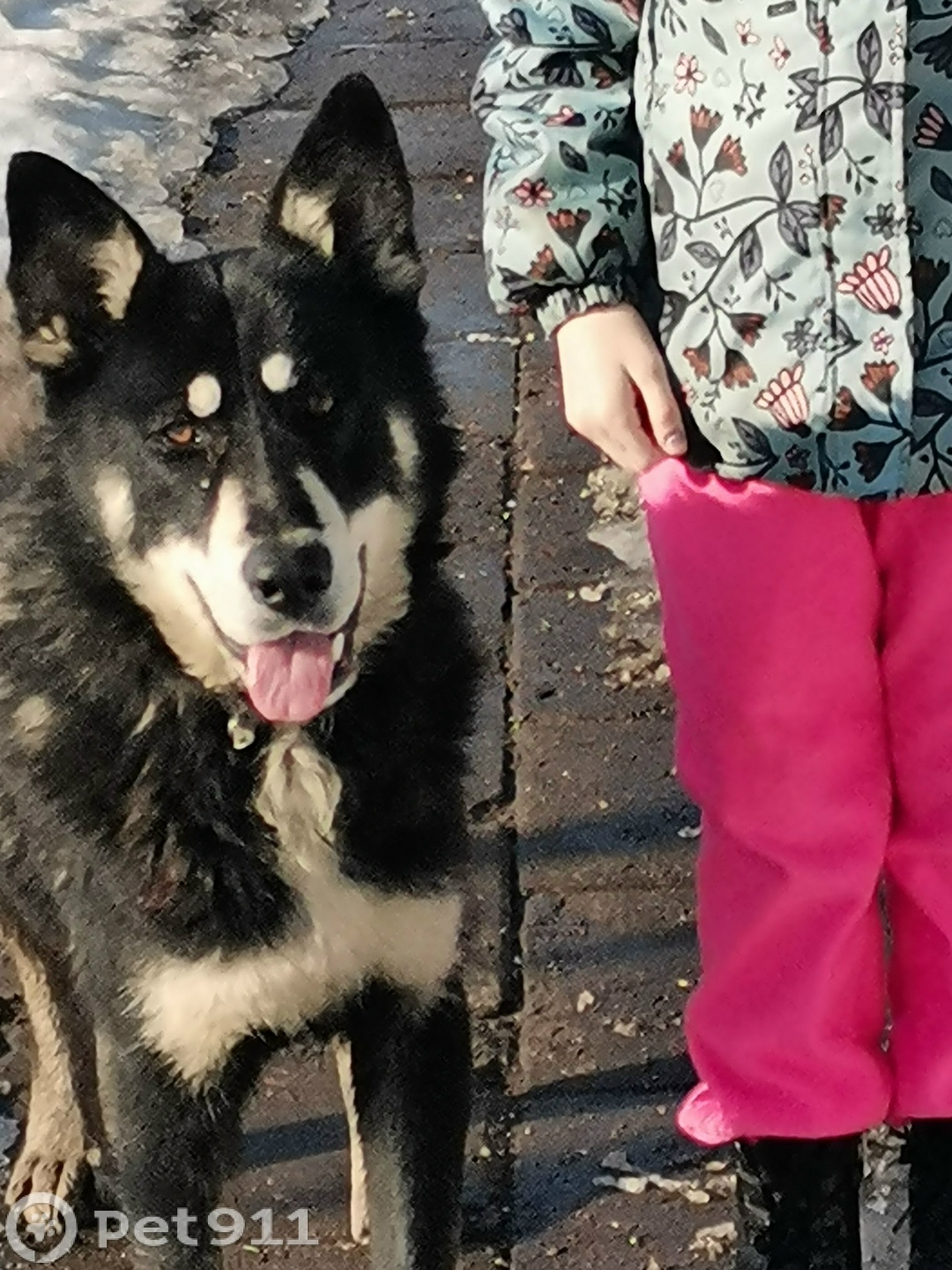 Найдена собака в Твери — фото объявления