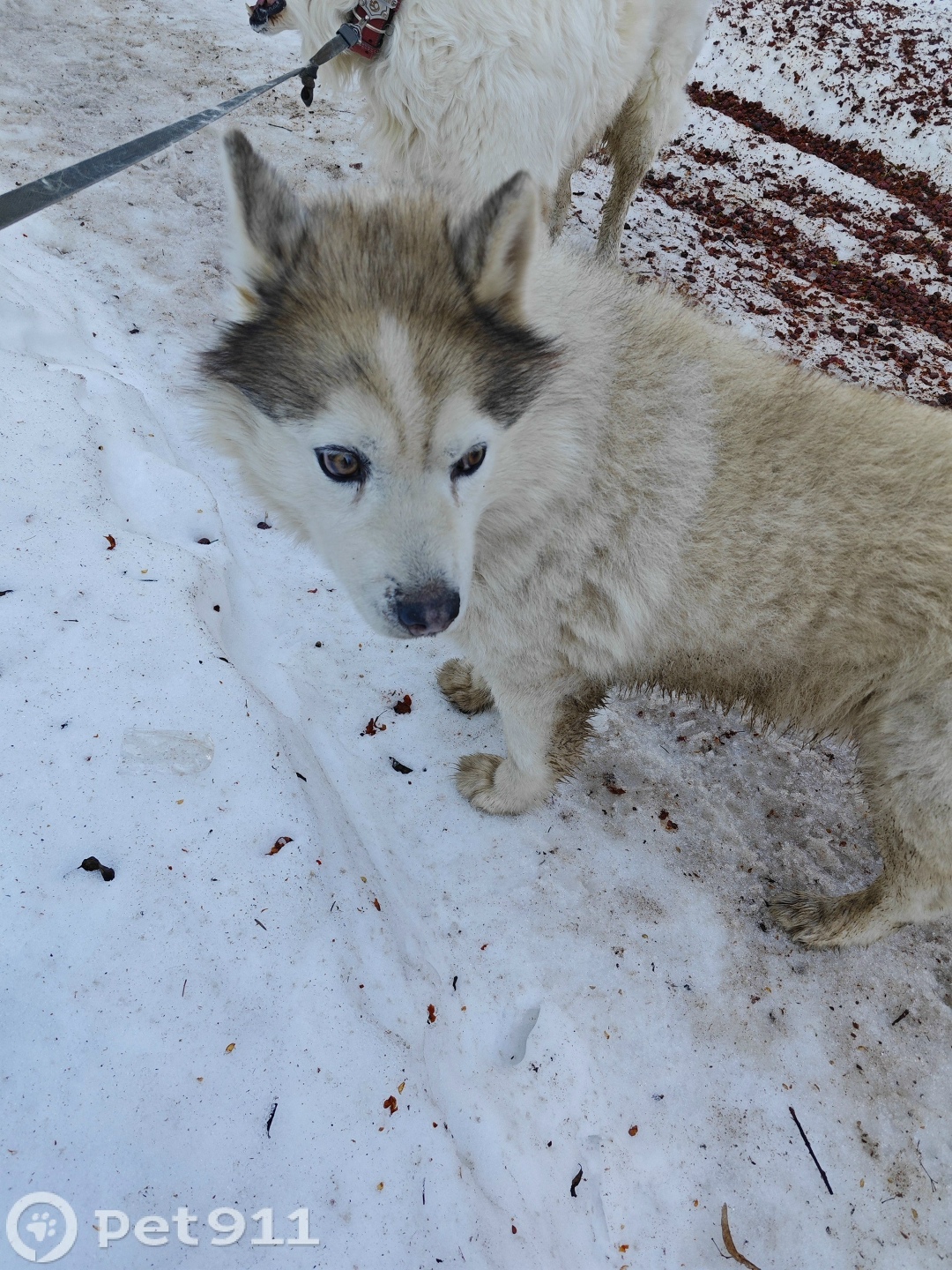 Найдена собака в Твери — фото объявления