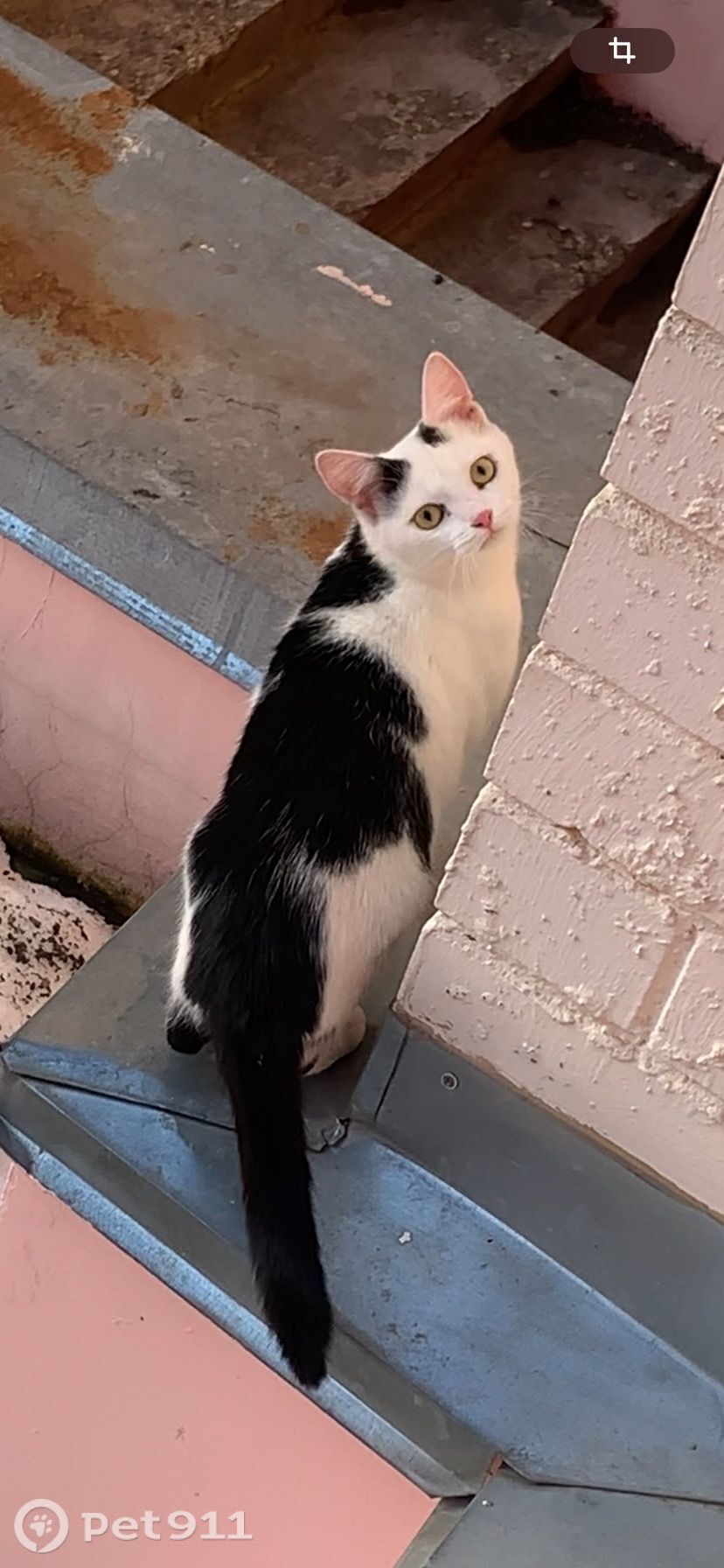 Найдена кошка в Твери — фото объявления