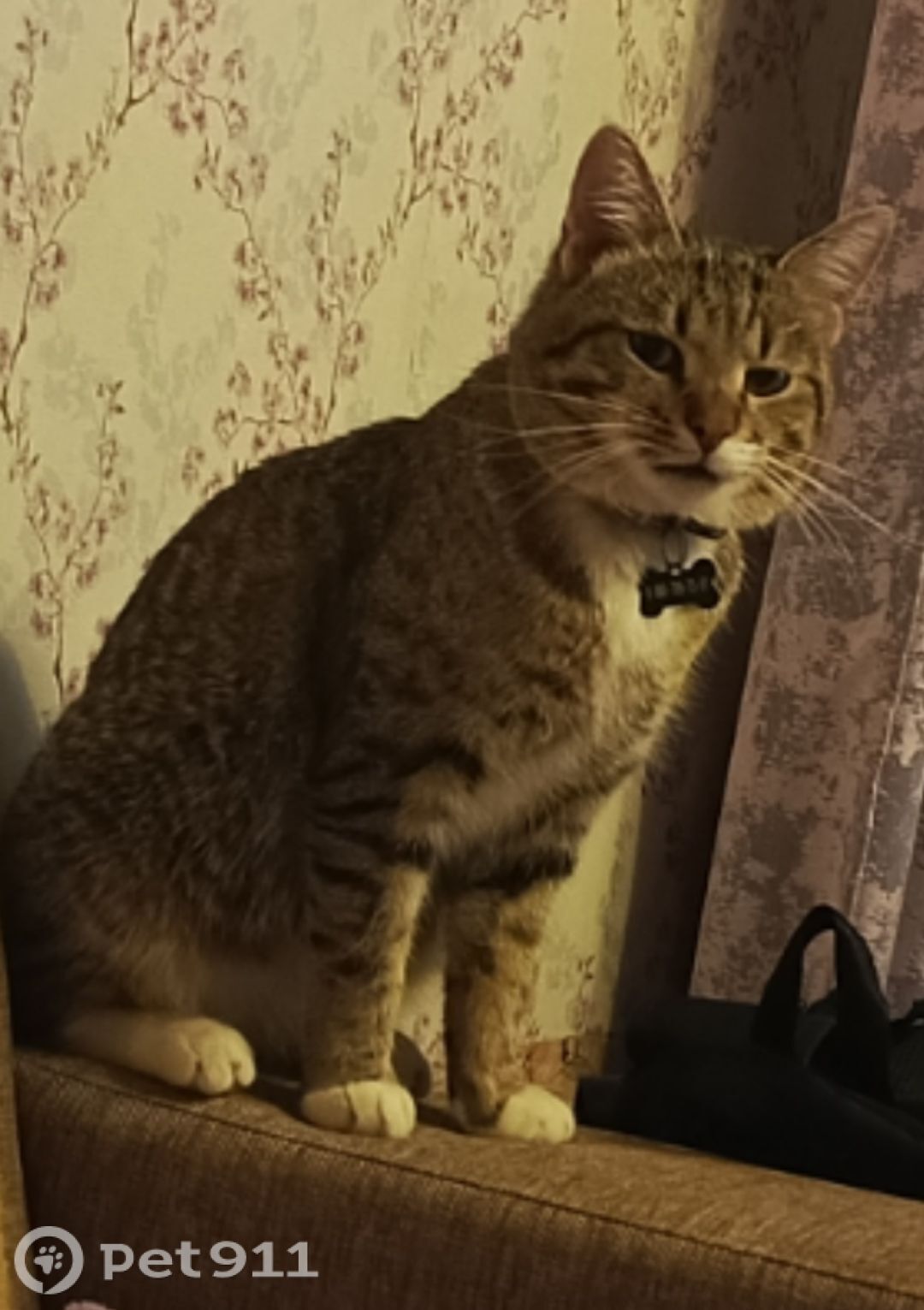 Пропала кошка в Твери — фото объявления