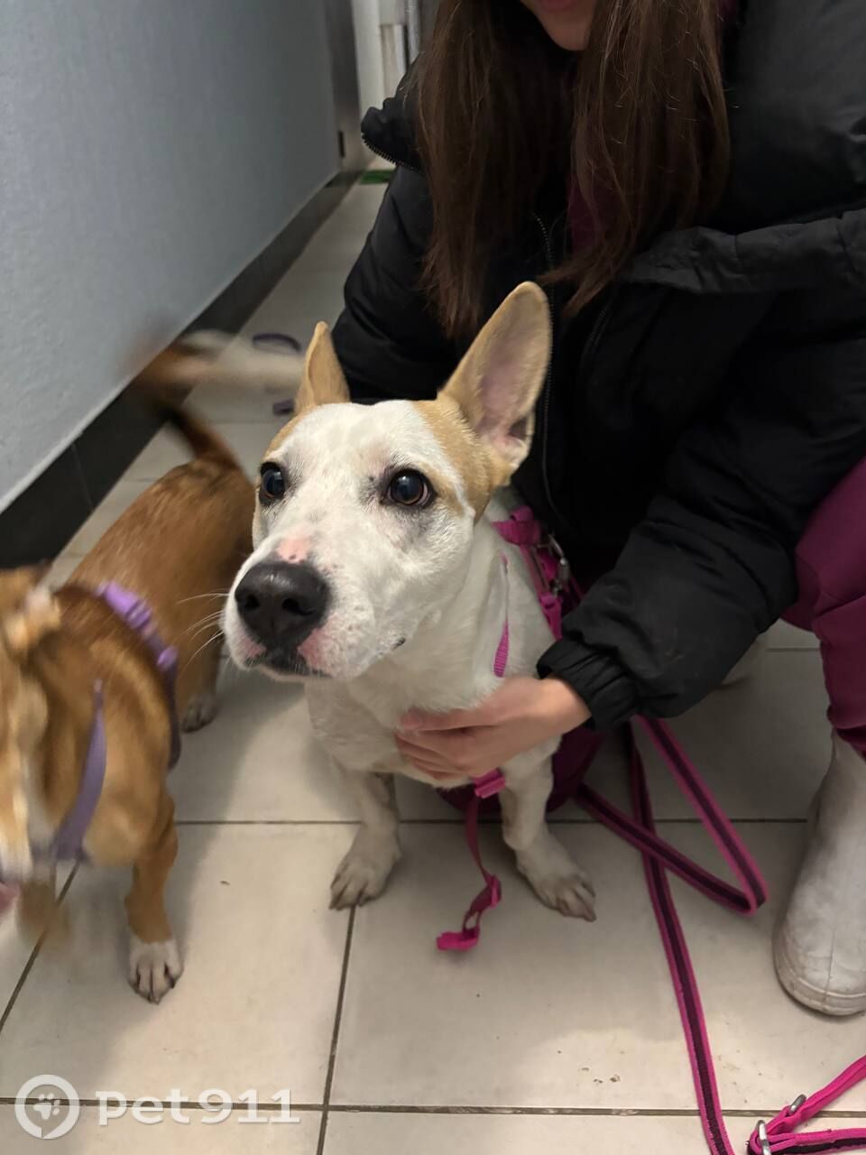 Найдена собака в Твери — фото объявления