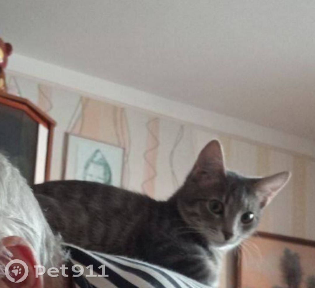 Пропала кошка в Твери — фото объявления