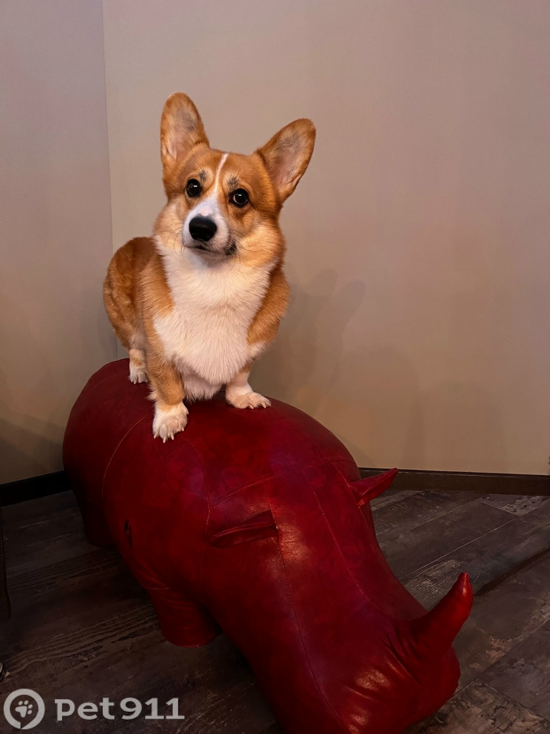 Пропала собака в Твери — фото объявления