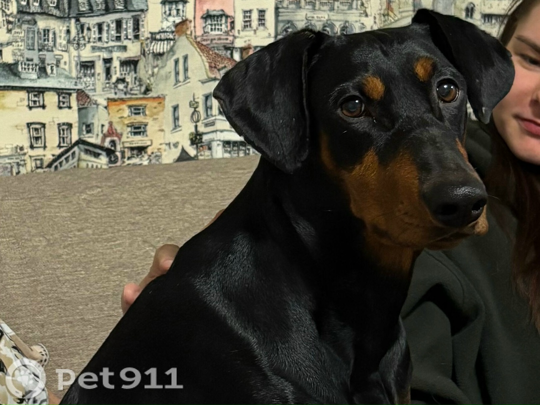 Пропала собака в Твери — фото объявления