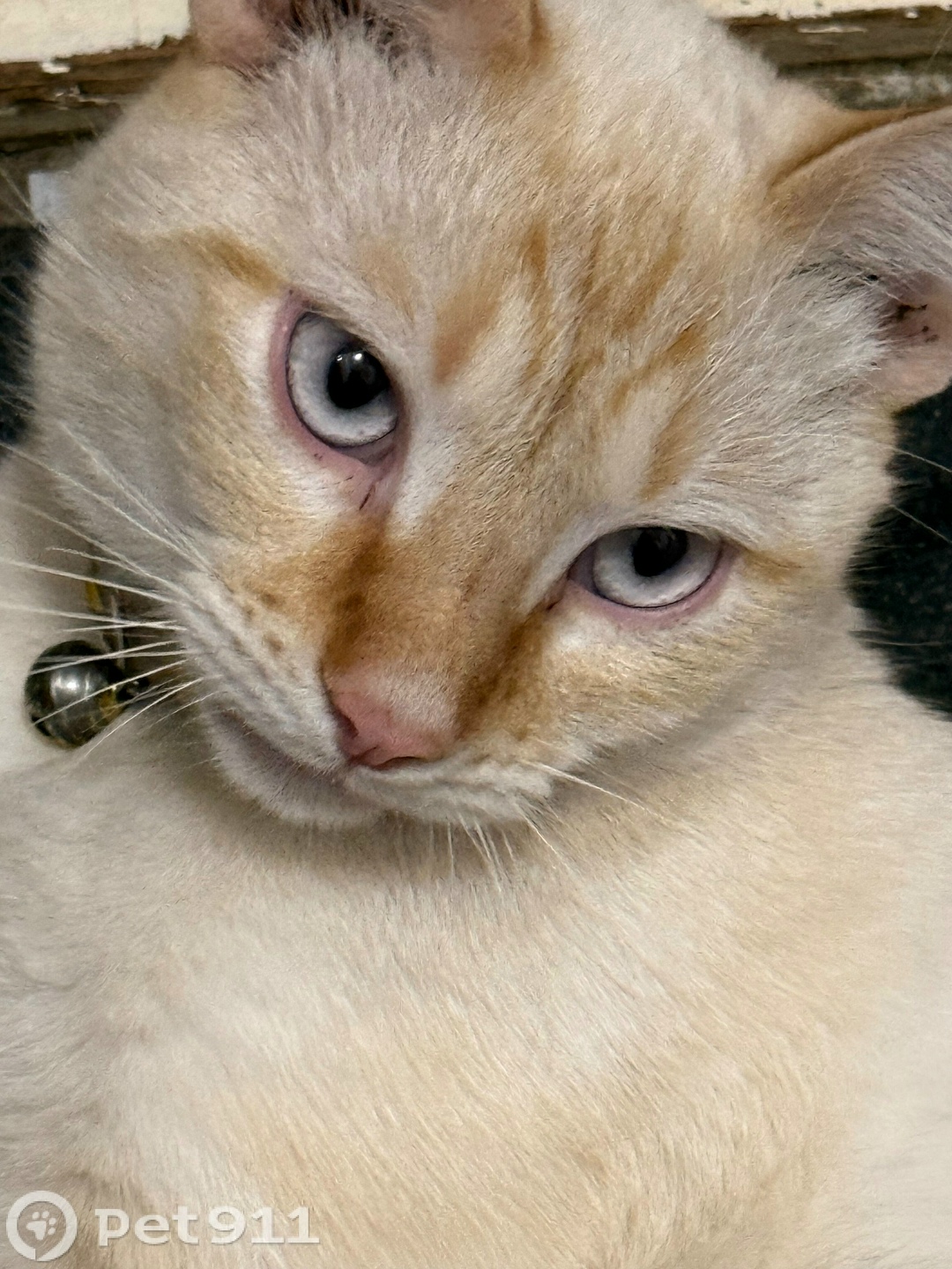 Пропала кошка в Твери — фото объявления