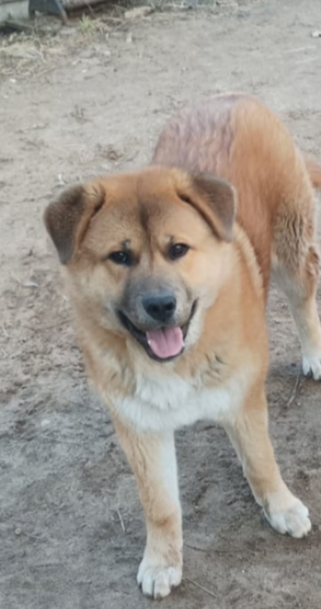 Пропала собака в Твери — фото объявления