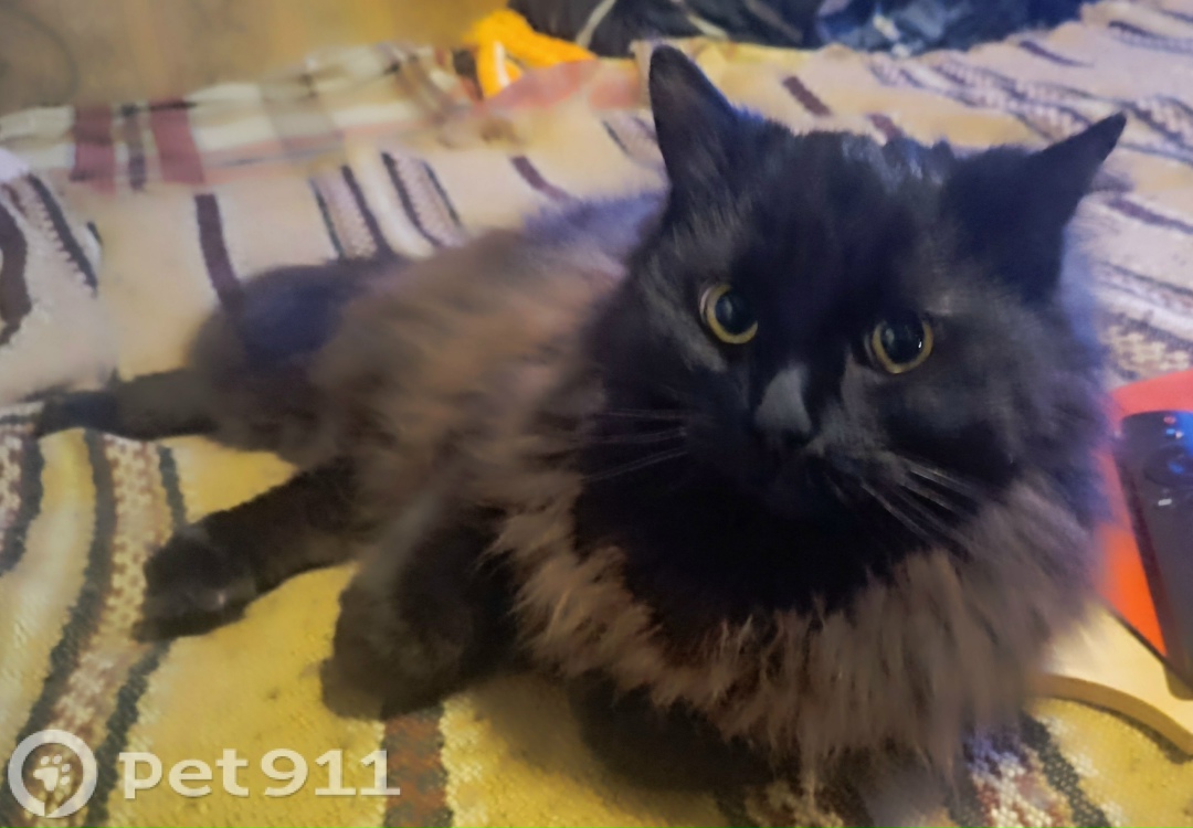 Пропала кошка в Твери — фото объявления