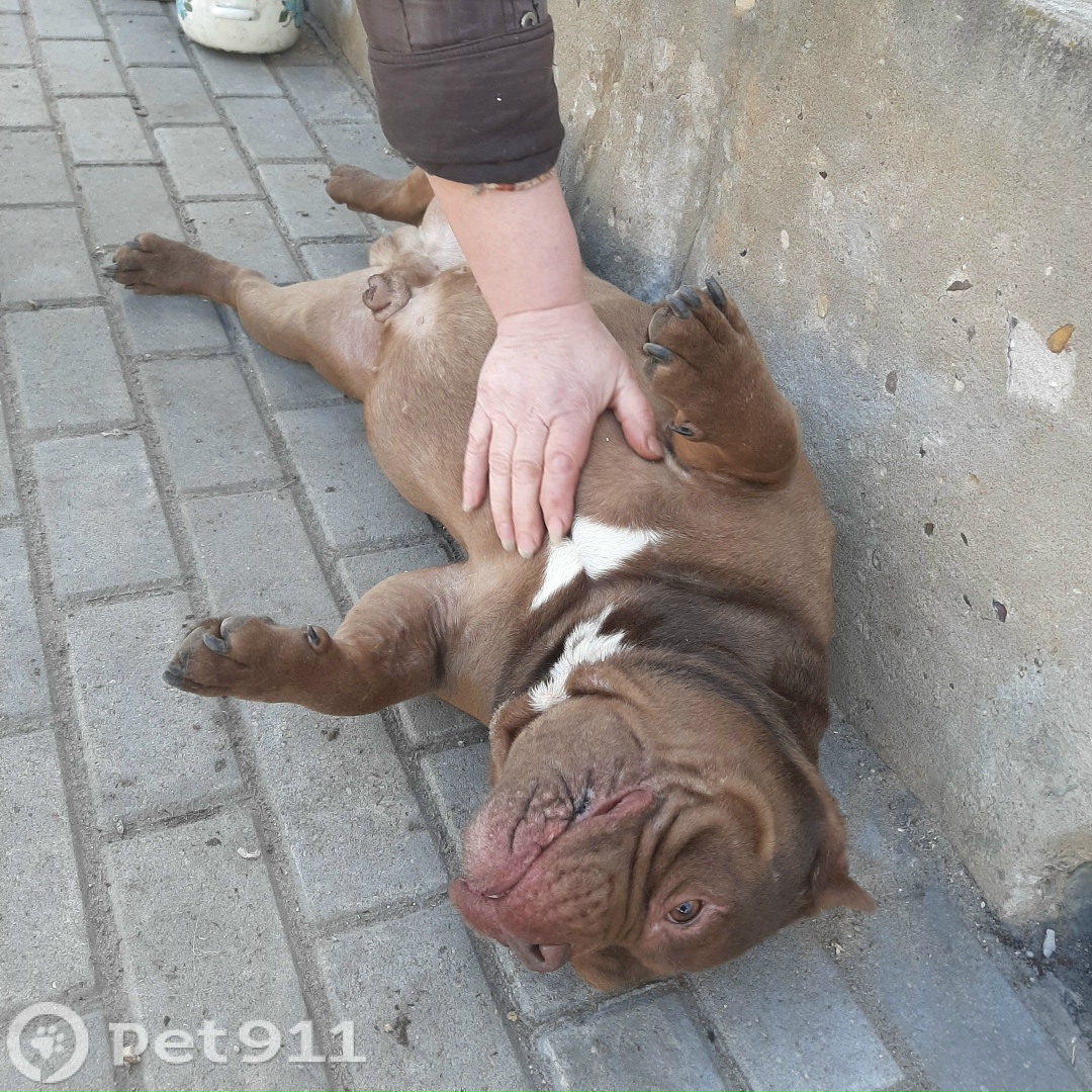 Найдена собака в Твери — фото объявления