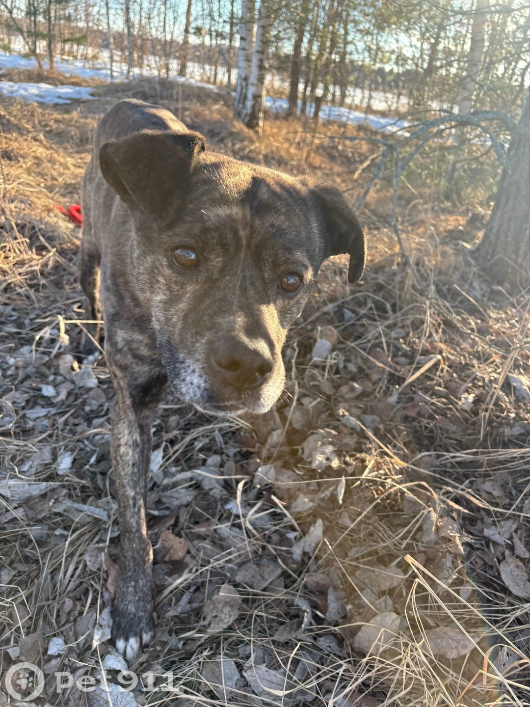 Найдена собака в Твери — фото объявления