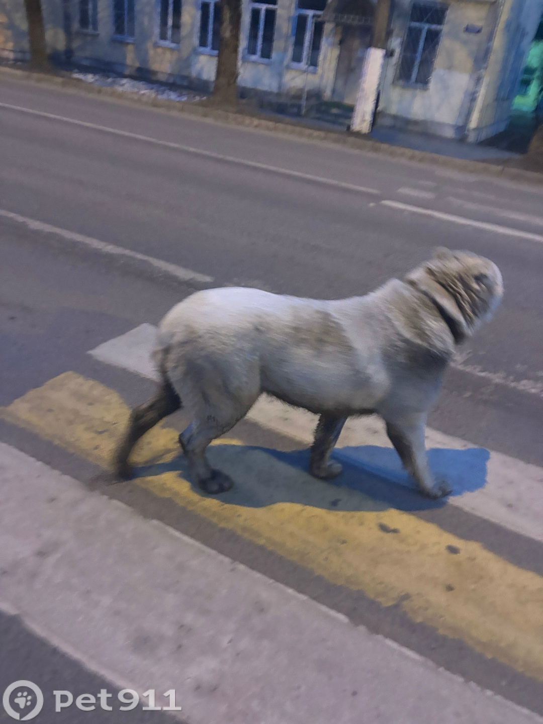 Найдена собака в Твери — фото объявления