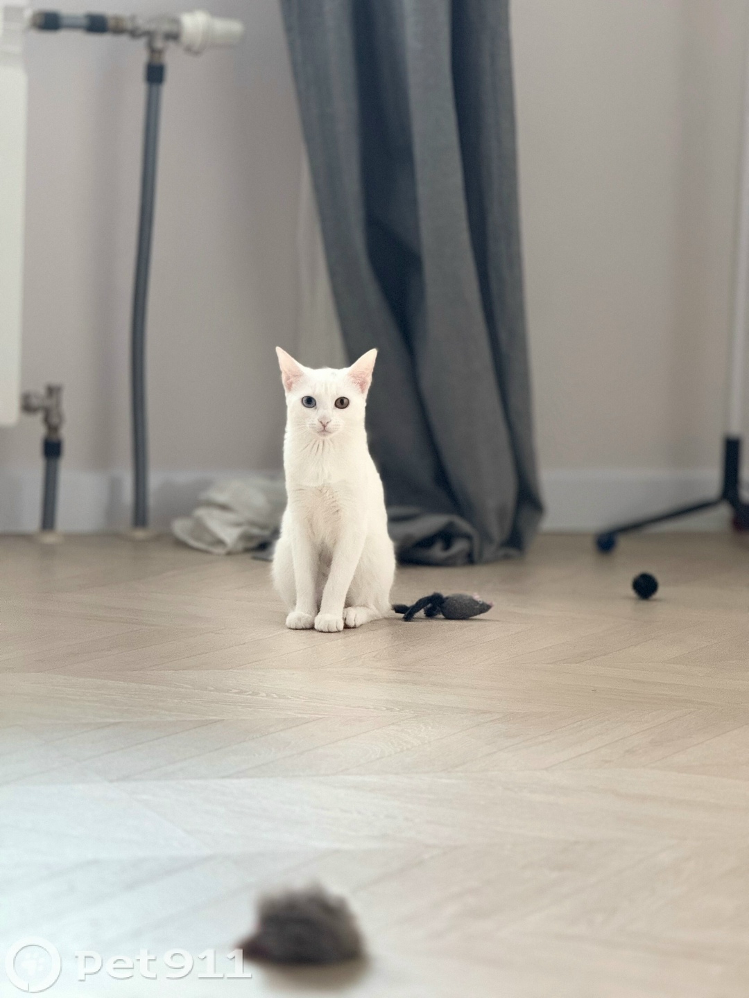 Пропала кошка в Твери — фото объявления