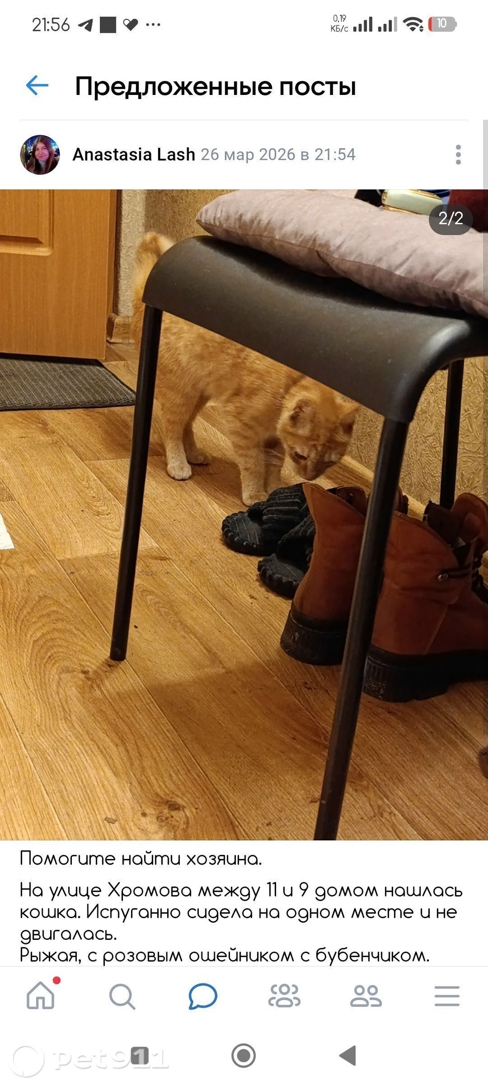 Найдена кошка в Твери — фото объявления